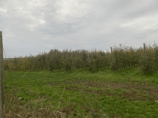 Plac na atraktivnoj lokaciji između Temerina i Siriga