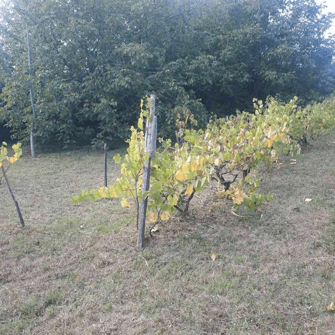 Predstavljam vam odličan plac na potezu Petrovaradin.